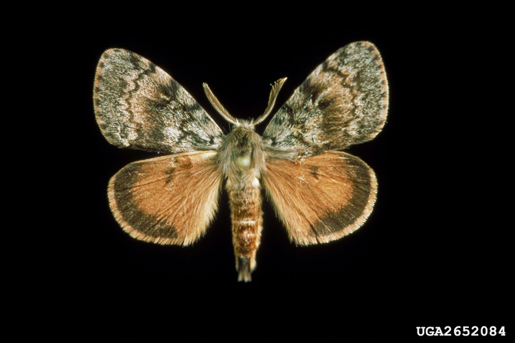 Asian Gypsy Moths Found in Forest Park Forest Park Conservancy